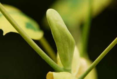 Liriodendron tulipifera 'Aureomarginatum' - liliovník tulipánokvětý - pupen